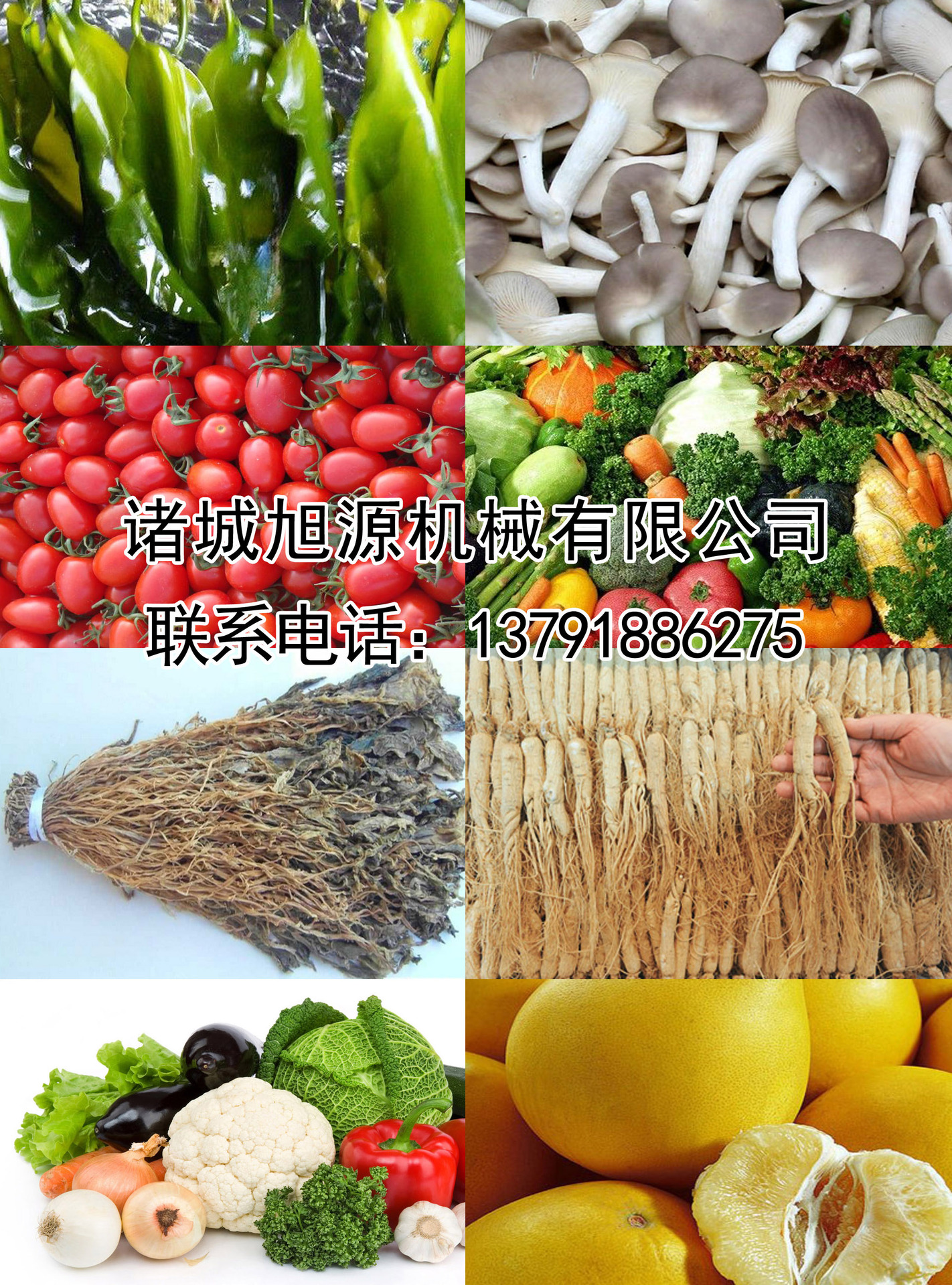 廠家直銷香菇木耳清洗機,商用洗菜機,果蔬清洗設(shè)備